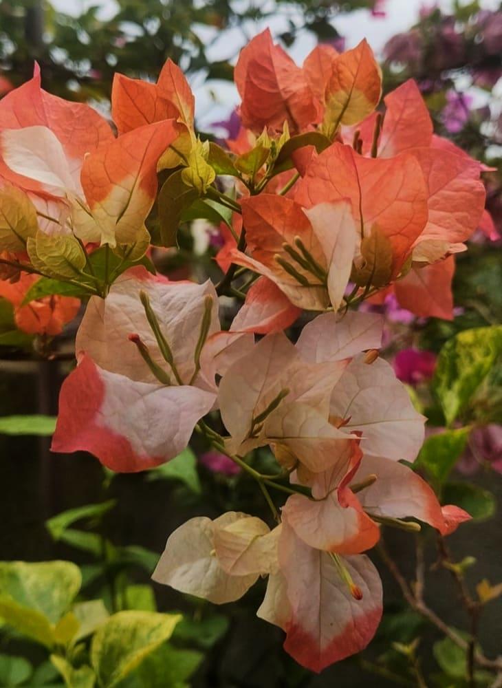 Bougainvillea maharani