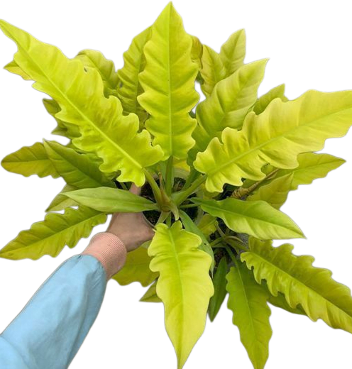 Philodendron golden shaw