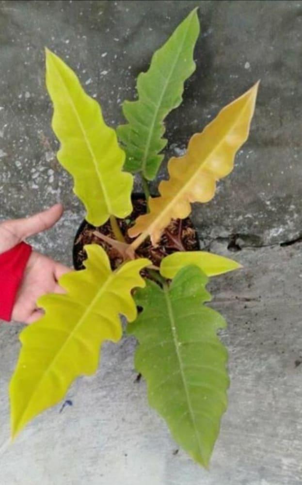 Philodendron golden shaw - View 2 of 4
