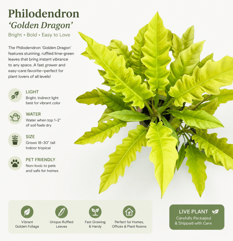 Philodendron golden shaw - View 3 of 4