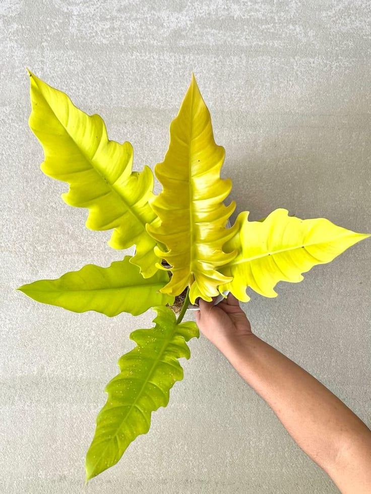 Philodendron golden shaw - View 4 of 4