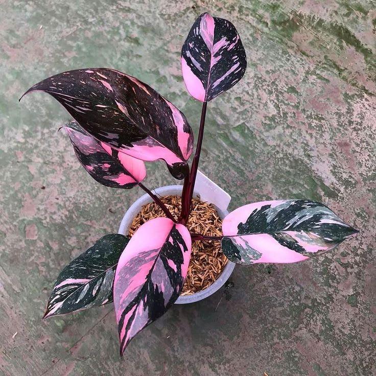 Philodendron pink princess