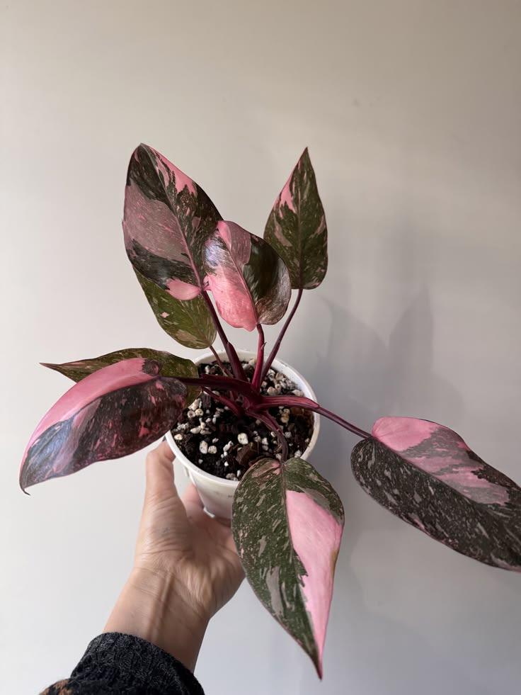 Philodendron pink princess - View 2 of 4