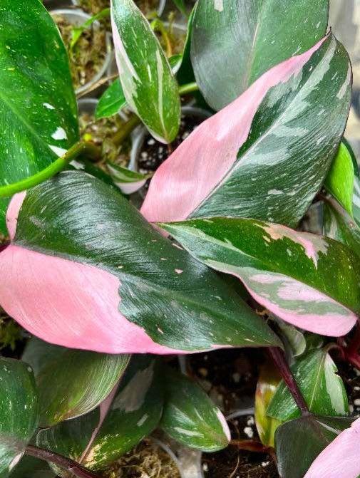 Philodendron pink princess - View 3 of 4
