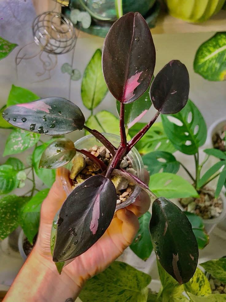 Philodendron pink princess - View 4 of 4