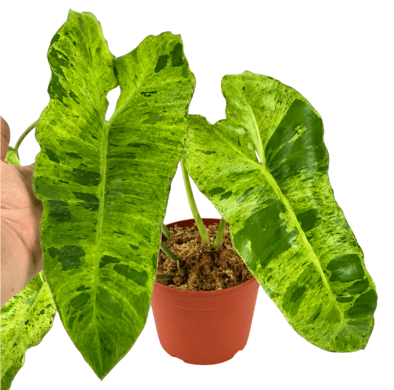 Philodendron Paraiso Verde Live Plant