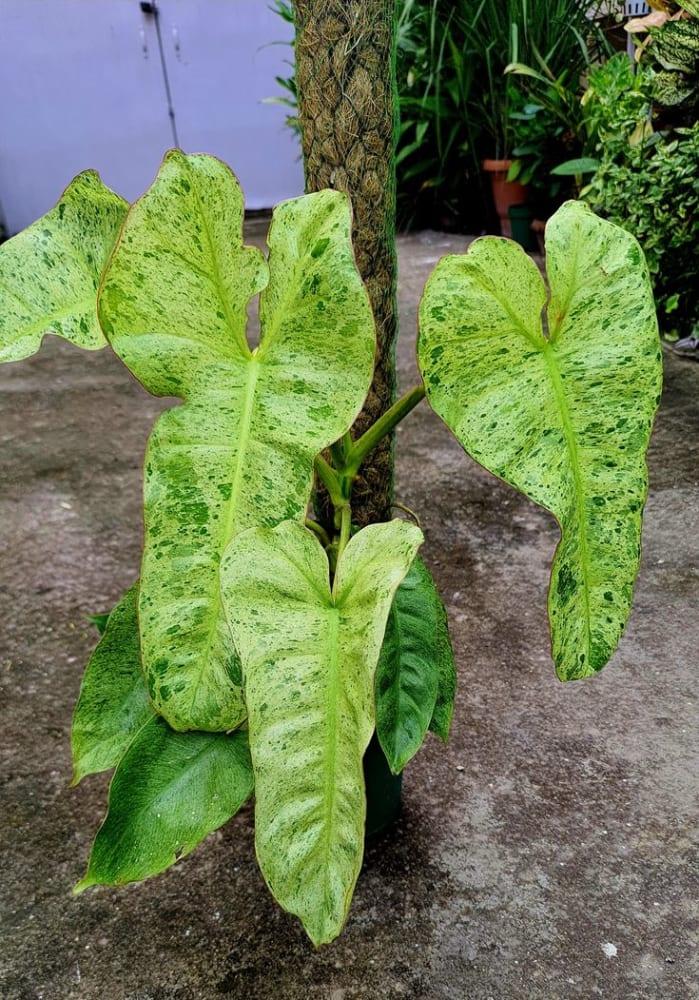 Philodendron Paraiso Verde Live Plant - View 2 of 4