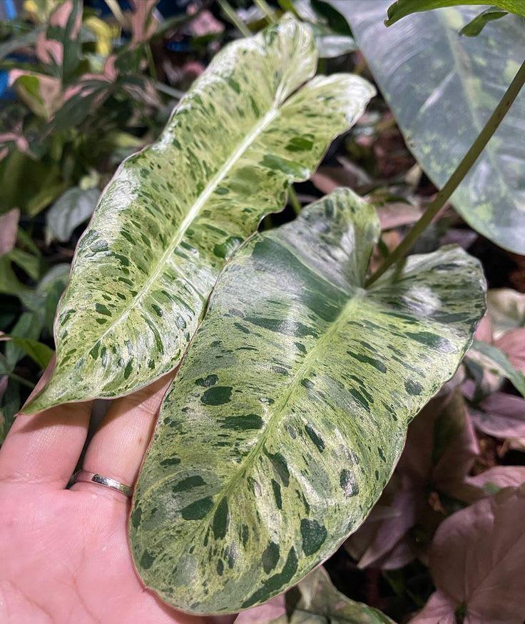 Philodendron Paraiso Verde Live Plant - View 3 of 4