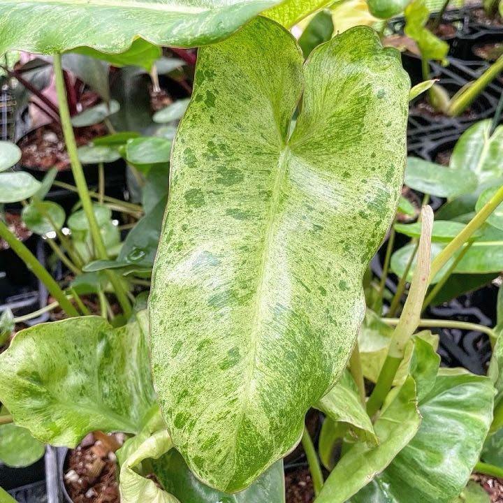 Philodendron Paraiso Verde Live Plant - View 4 of 4