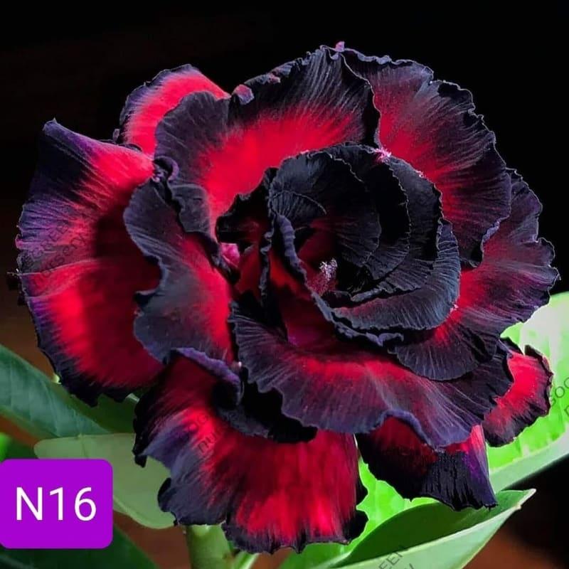 Rosy grafted N16