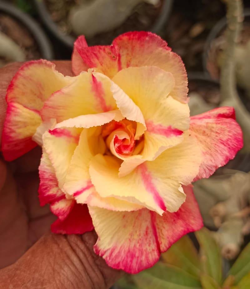 Rosy grafted G13