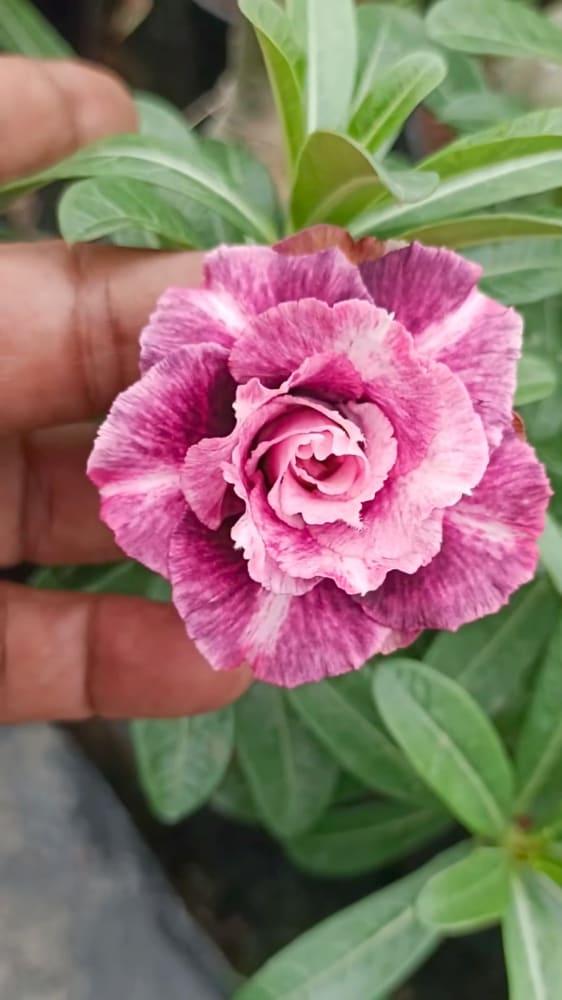 Rosy grafted G14