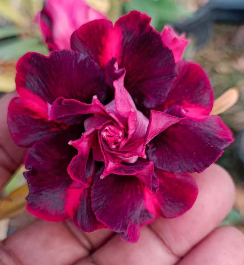 Rosy grafted G15