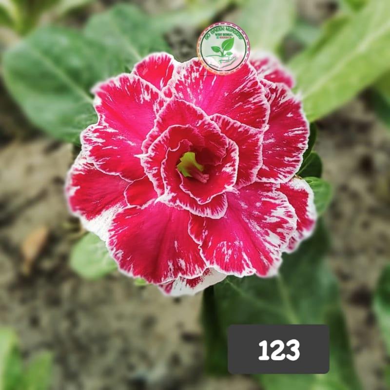 Rosy grafted G16