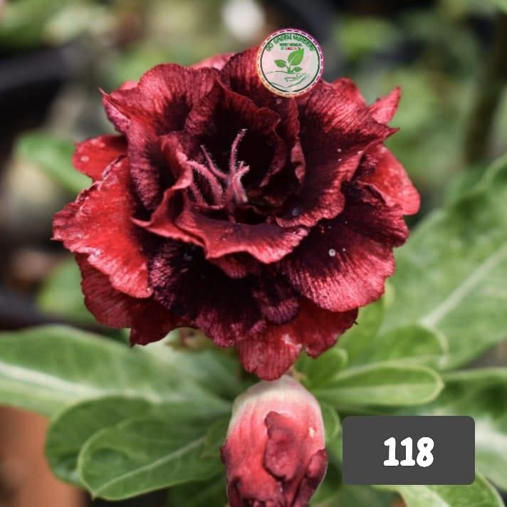 Rosy grafted G17