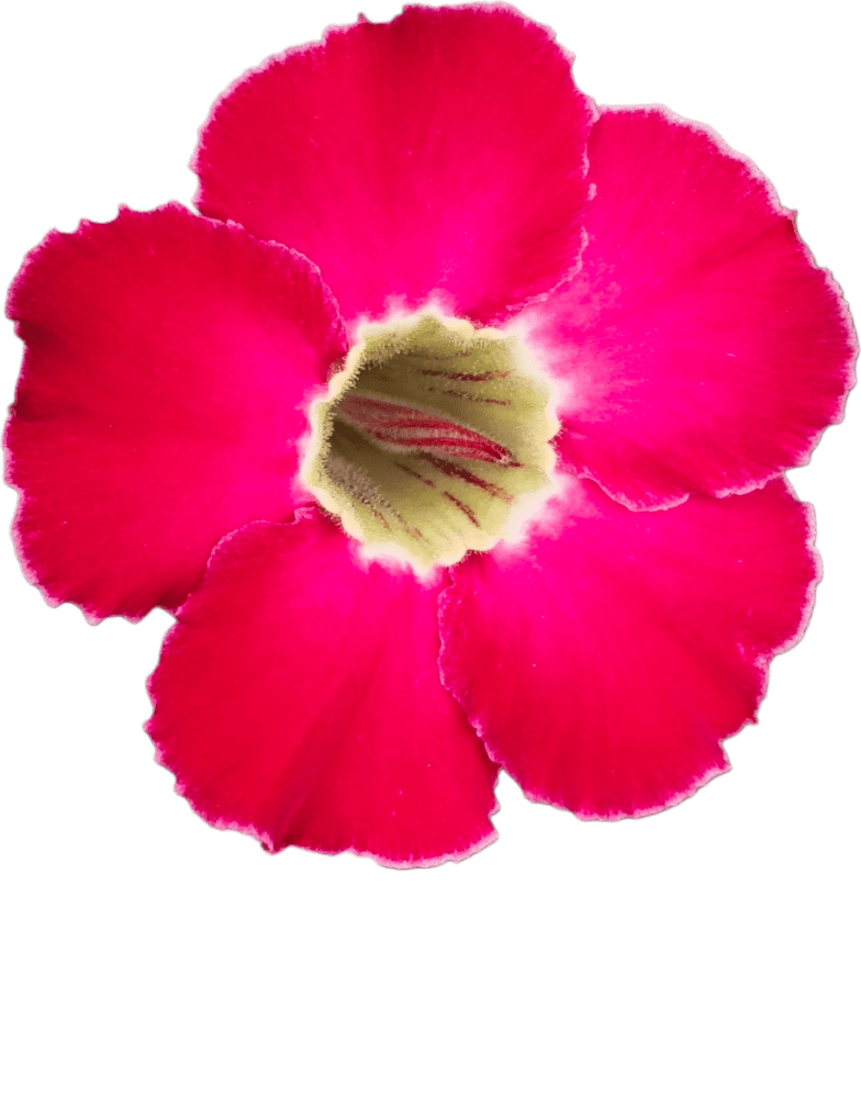 Single petal grafted S01