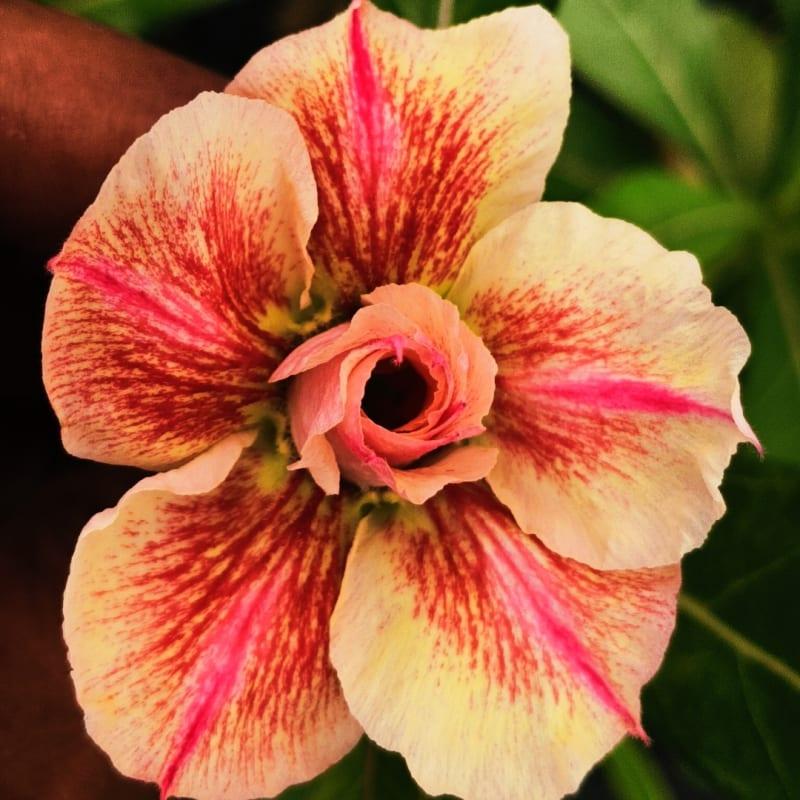 Rosy grafted G18
