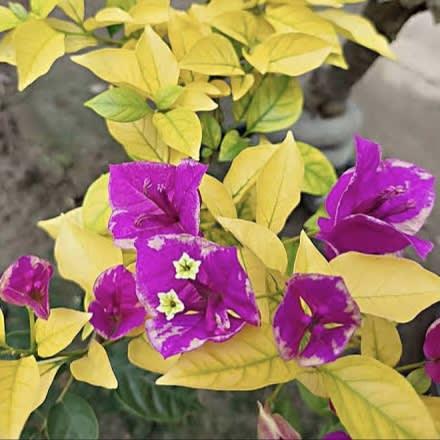 Bougainvillea golden butter cup