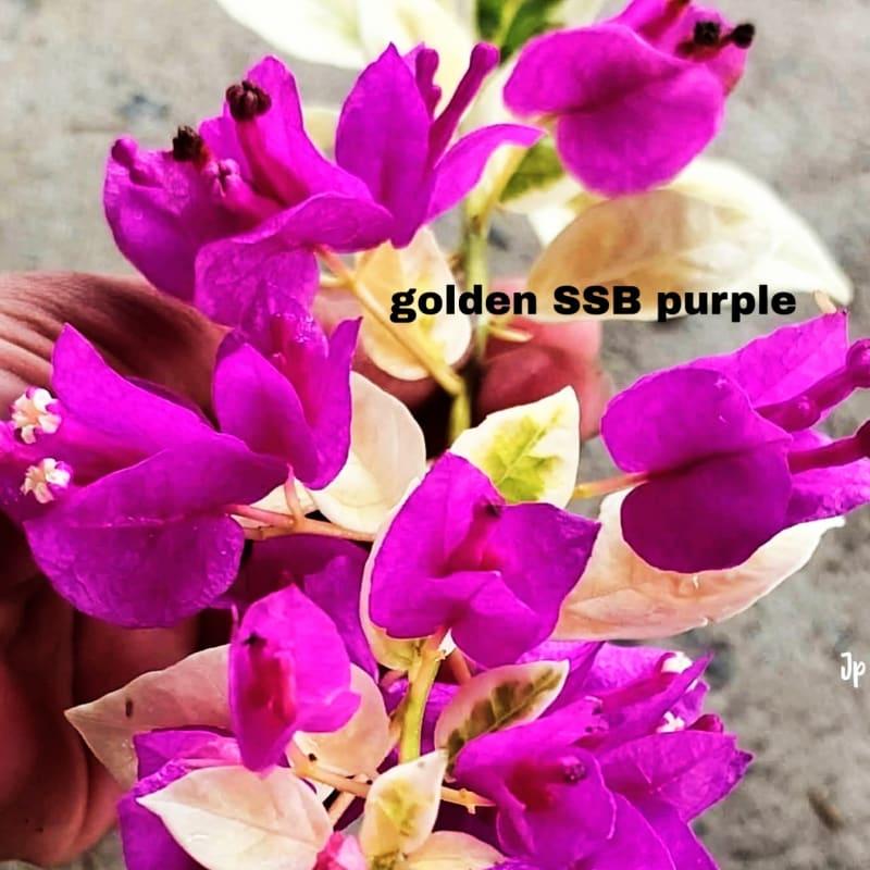 GOLDEN SSB purple