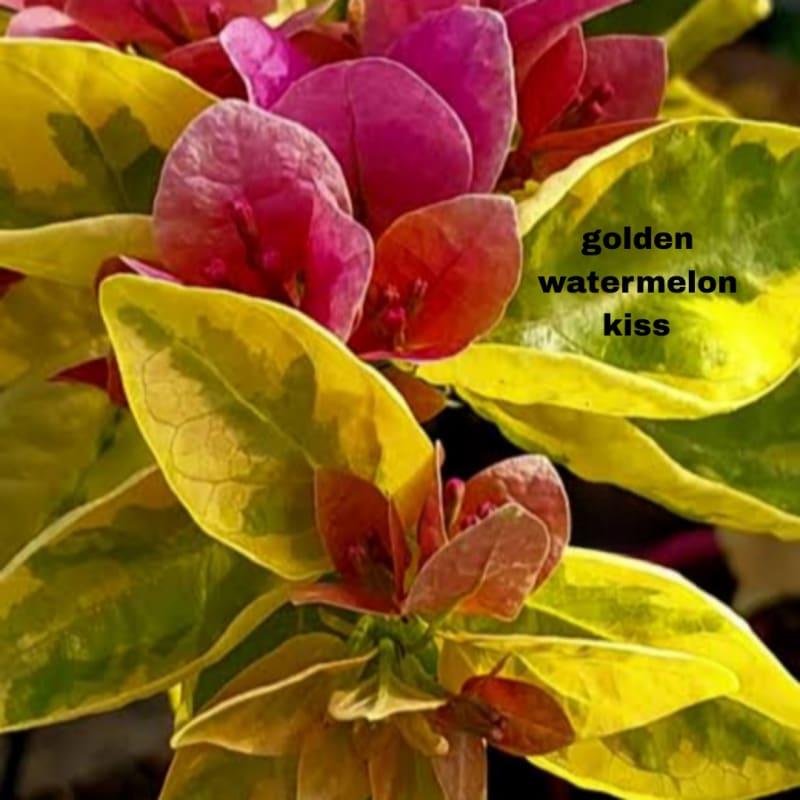 Golden Watermelon Kiss Bougainvillea Live Plant | Rare Variegated Flowering Plant