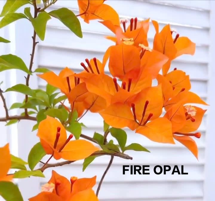 FIRE OPAL