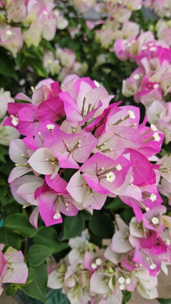 THAI DELIGHT PACK OF 01 PLANT