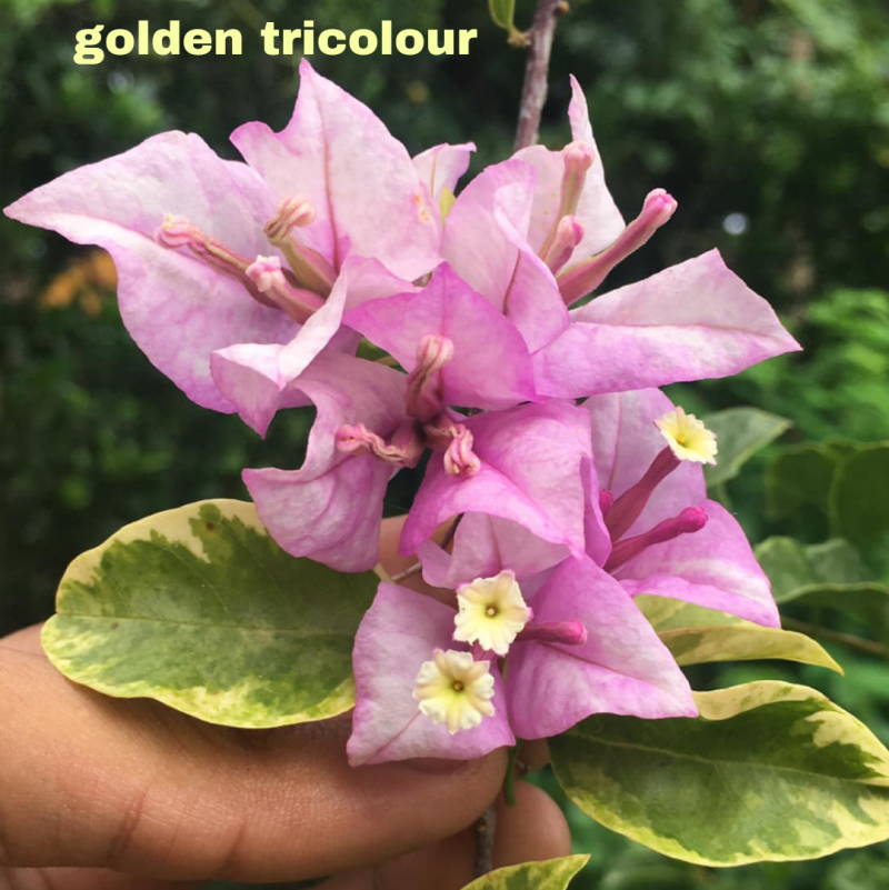 Golden tricolour pack of 01