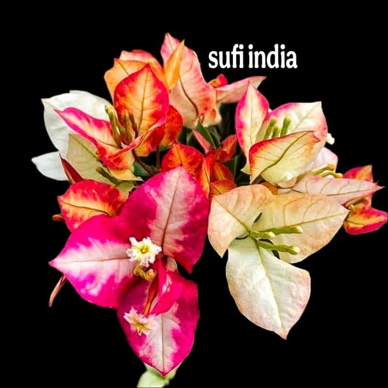 Sufi india pack of 01