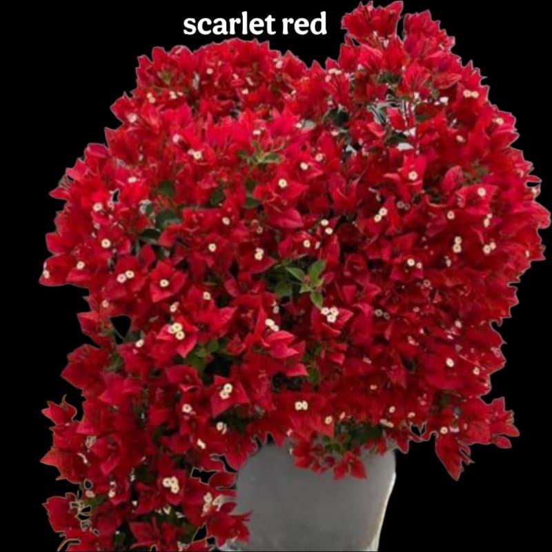 SCARLET RED pack of 01