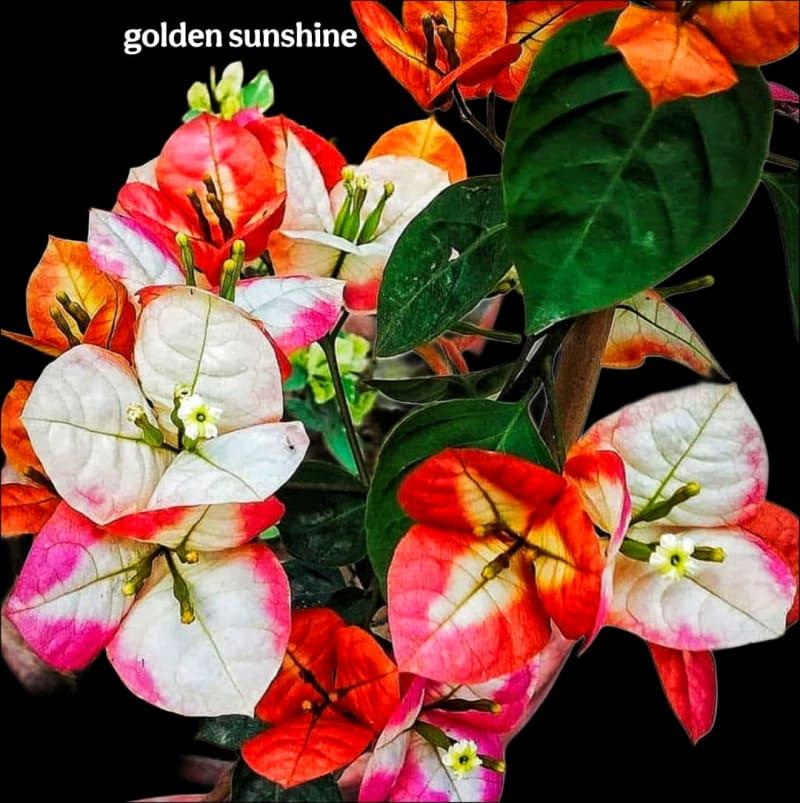 Golden sunshine