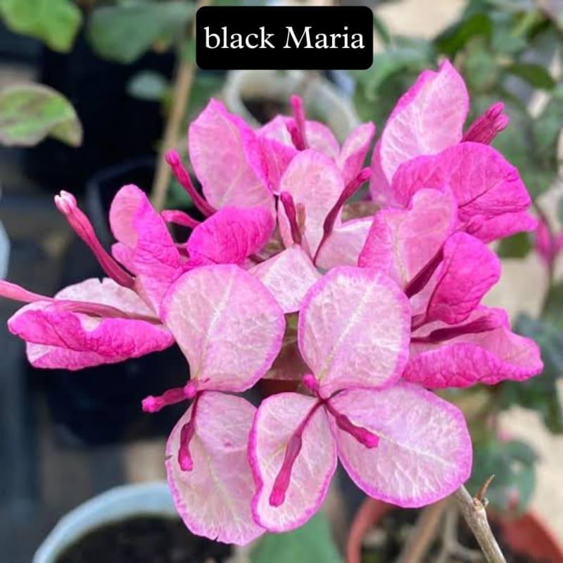 Black maria