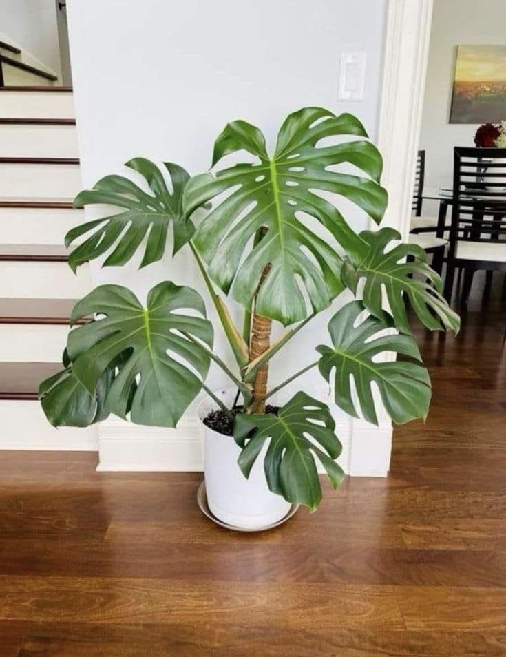 Monstera Deliciosa