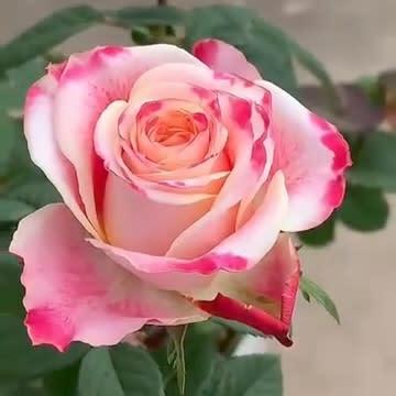 Rose Plant Live | Healthy Flowering Outdoor Plant | | Pack of 01