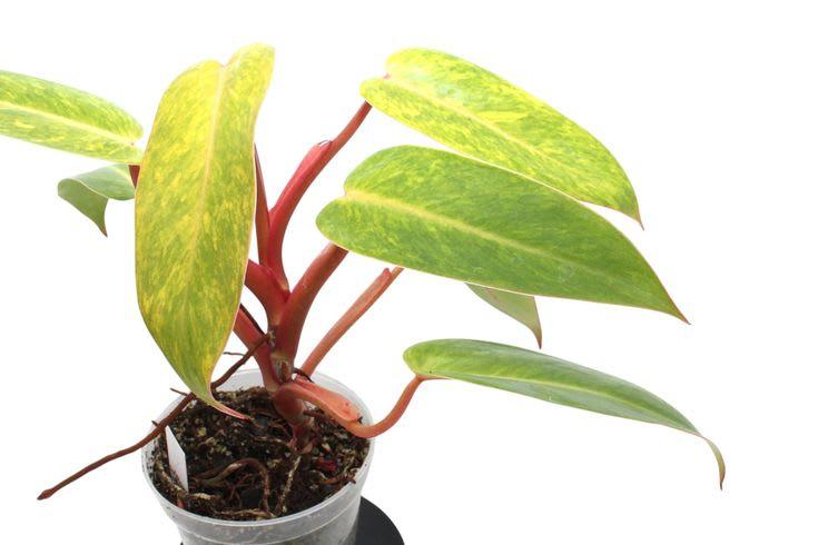 Philodendron Painted Lady Live Plant pack of 01