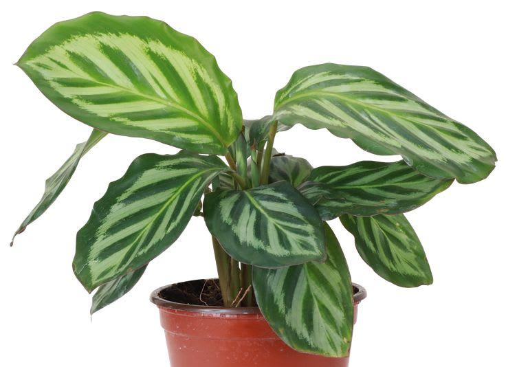 Calathea Leopardina Live Indoor Plant