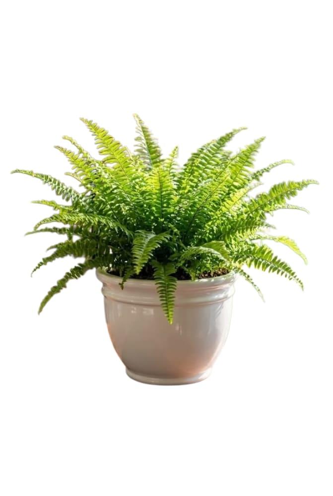 Boston Fern Live Plant