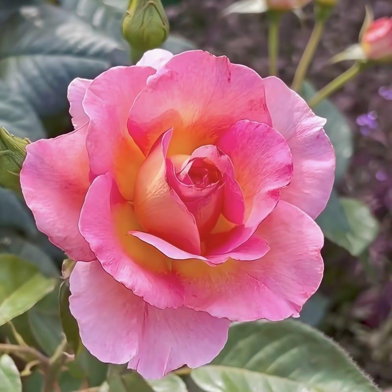 Rose flowering plant pack of 01