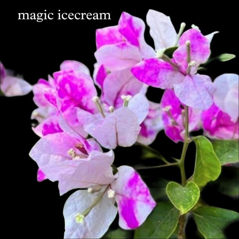 Magic icecream bougainvillea