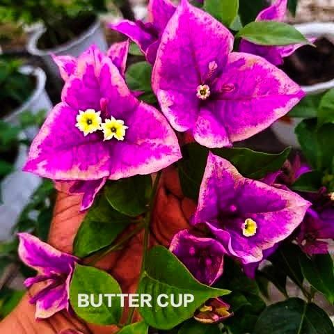 Buttercup pack of 01 plant