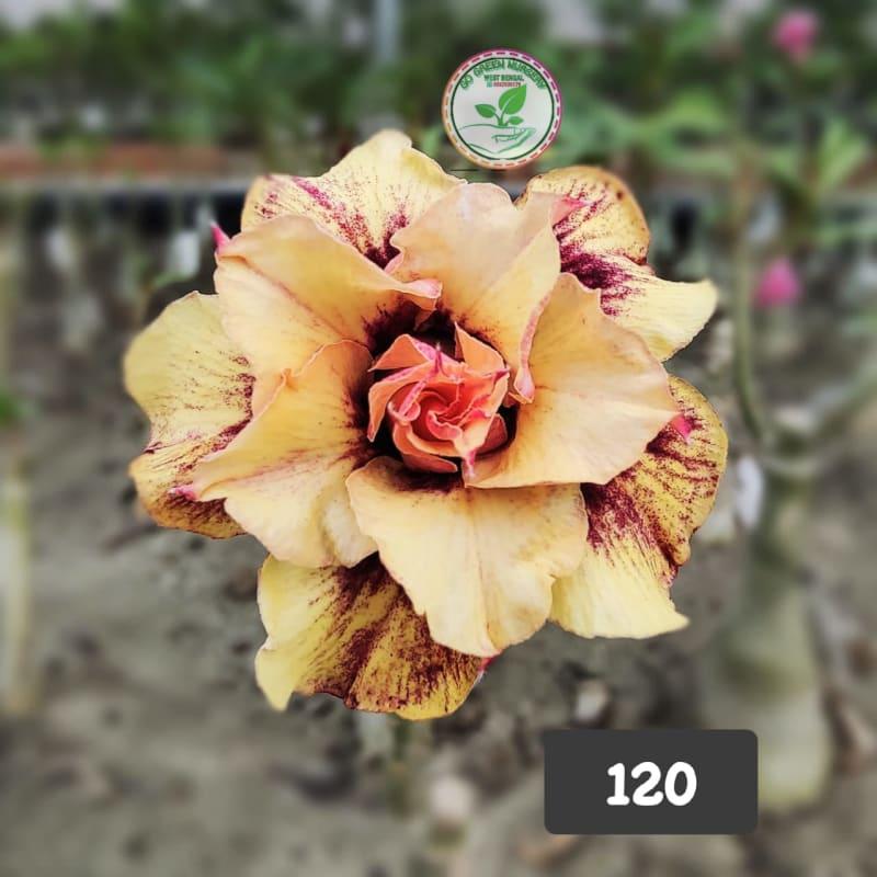 Adenium obesum plant pack of 01