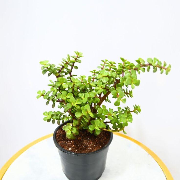 Jade plant |