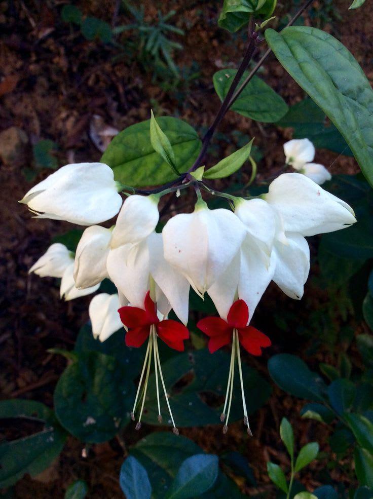 Bleeding Heart Vine Live Plant