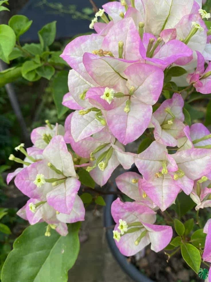 Begum sikender bougainvillea
