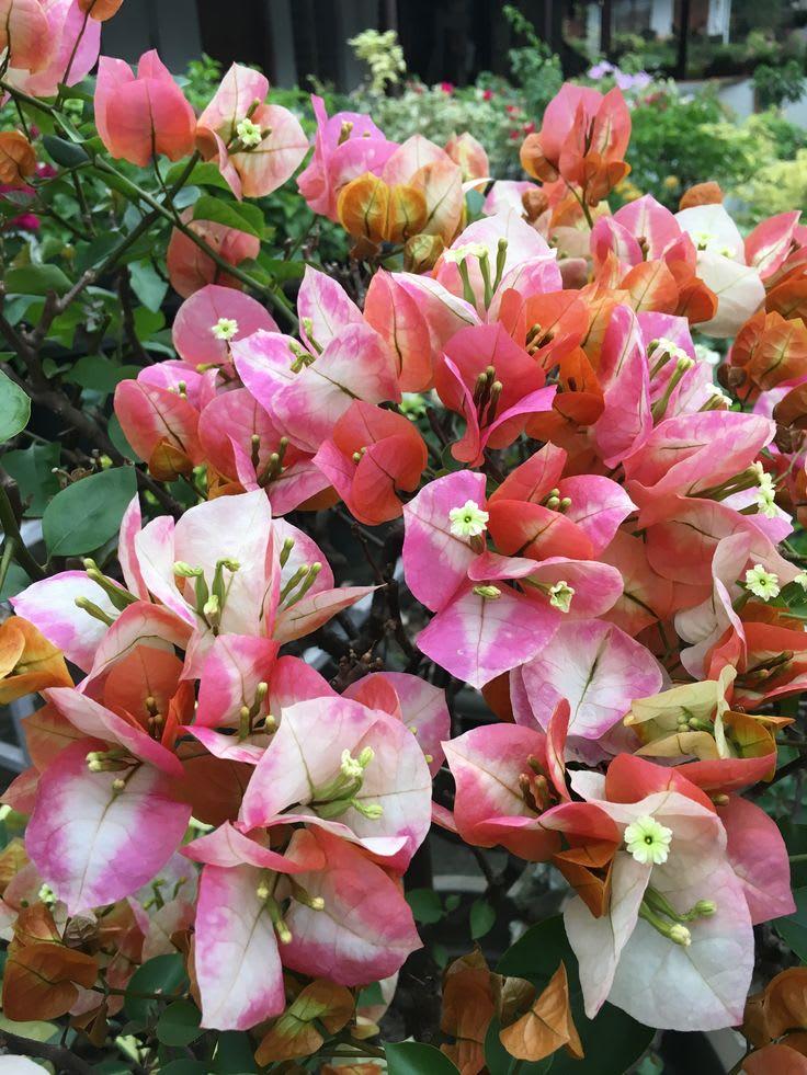 Golden Sunshine Bougainvillea Live Plant