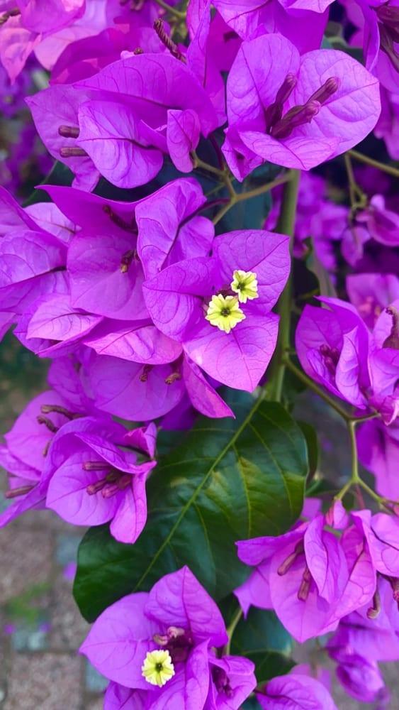 Dark Purple Bougainvillea Live Plant