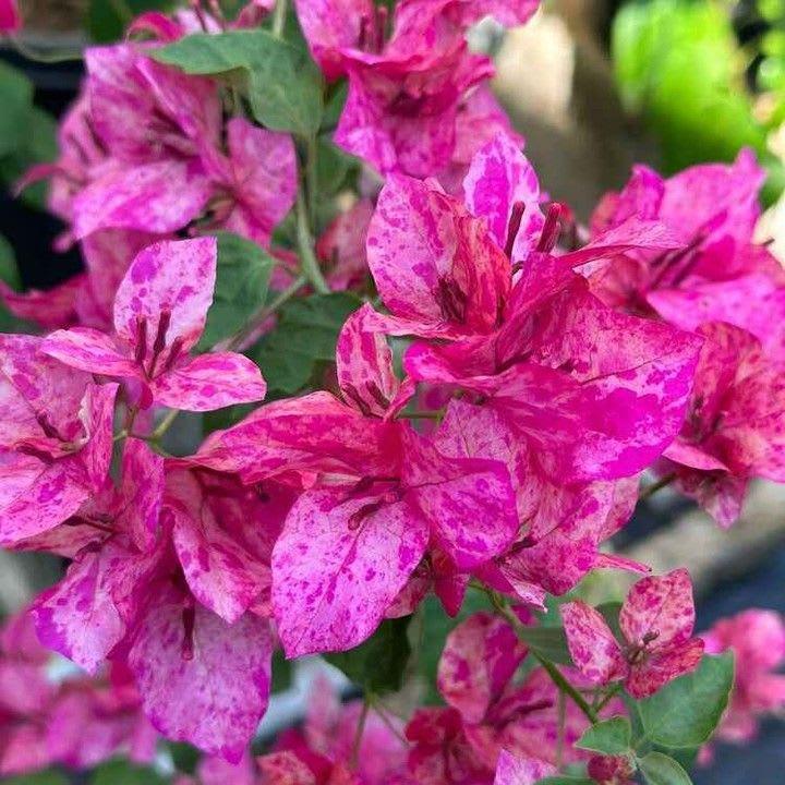 Arjuna Bougainvillea Live Plant