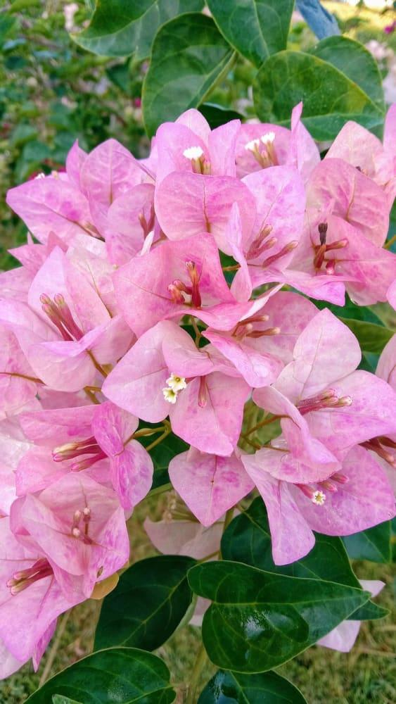Lady Bird Bougainvillea Live Plant