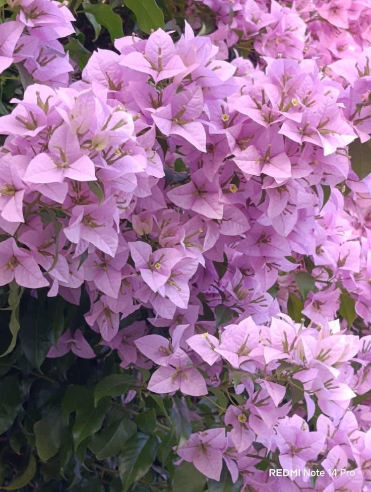 International Pink Bougainvillea Live Plant