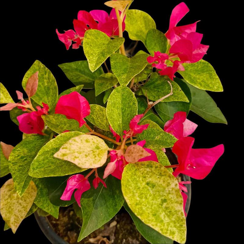 Zakirana Bougainvillea Live Plant