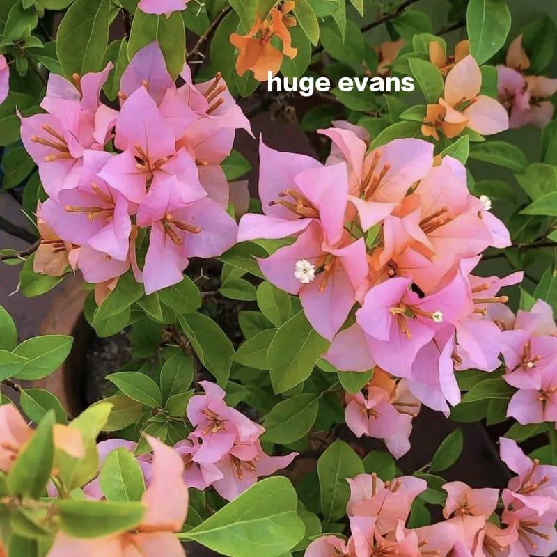 Hugh Evans Bougainvillea Live Plant (Pack of 1)